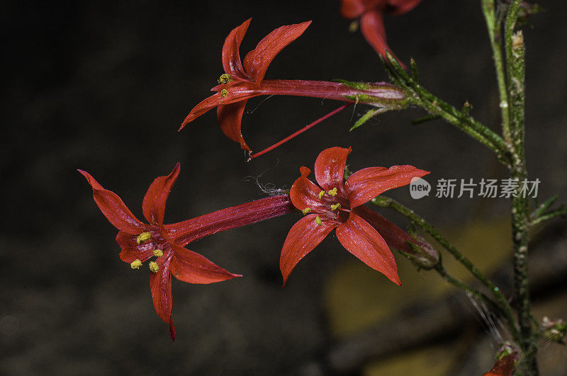 Scarlet Gilia, Ipomopsis aggregata，南湖附近的主教溪，Inyo国家森林，加利福尼亚州。花荵科。